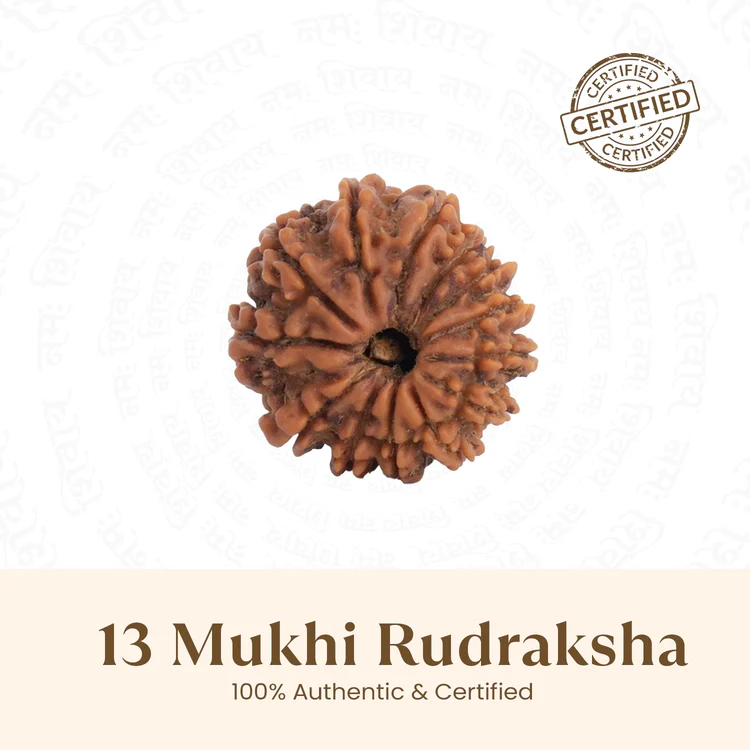 13 mukhi rudraksha