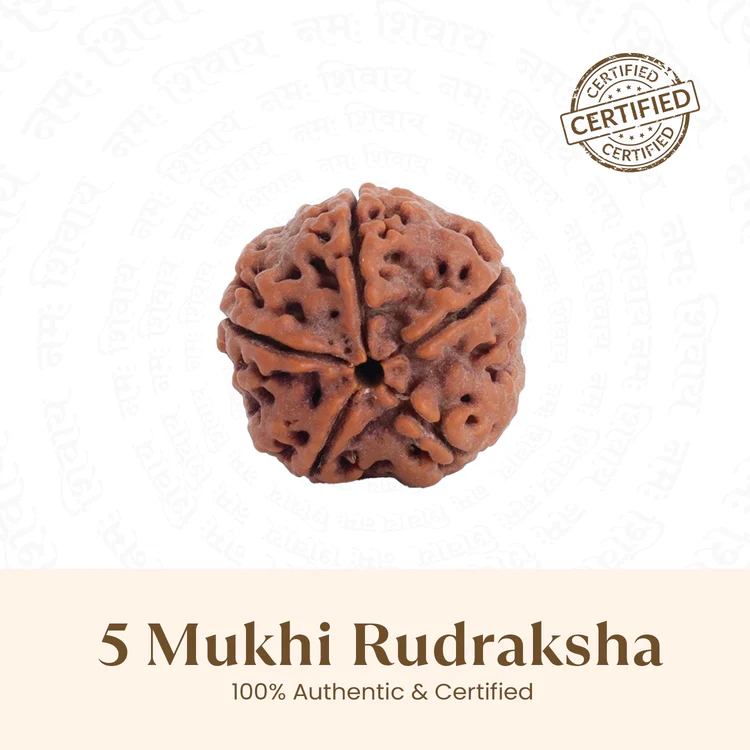 5 Mukhi Rudraksha