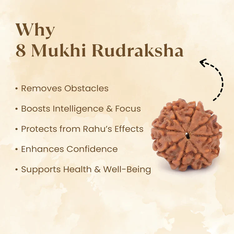 Nepal Origin 8 Mukhi Rudraksha - 17mm to 22mm