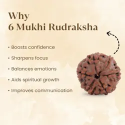 Nepal Origin 6 Mukhi Rudraksha - 17mm to 22mm