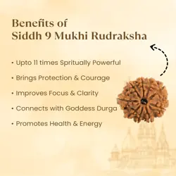 Kashi Siddh Nepal Origin 9 Mukhi Rudraksha - 17mm to 22mm