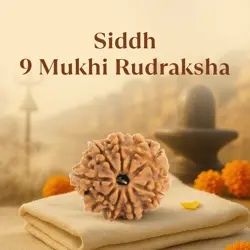 Kashi Siddh Nepal Origin 9 Mukhi Rudraksha - 17mm to 22mm