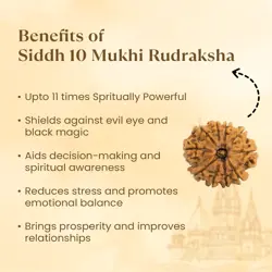 Kashi Siddh Nepal Origin 10 Mukhi Rudraksha - 17mm to 22mm
