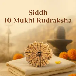 Kashi Siddh Nepal Origin 10 Mukhi Rudraksha - 17mm to 22mm