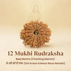 Kashi Siddh Nepal Origin 12 Mukhi Rudraksha - 17mm to 22mm