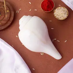  Vamavarti Shankha 7-8 Inch